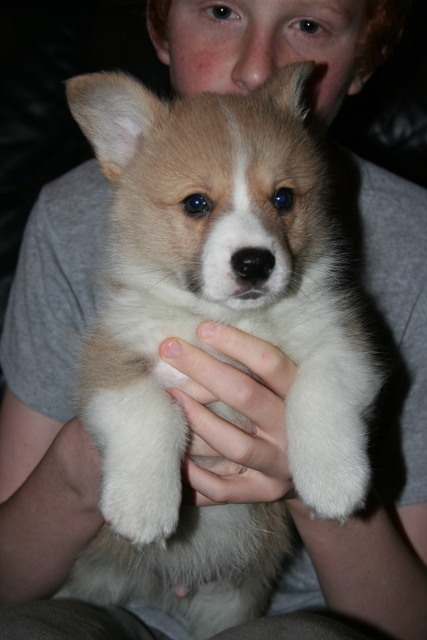 Puppies